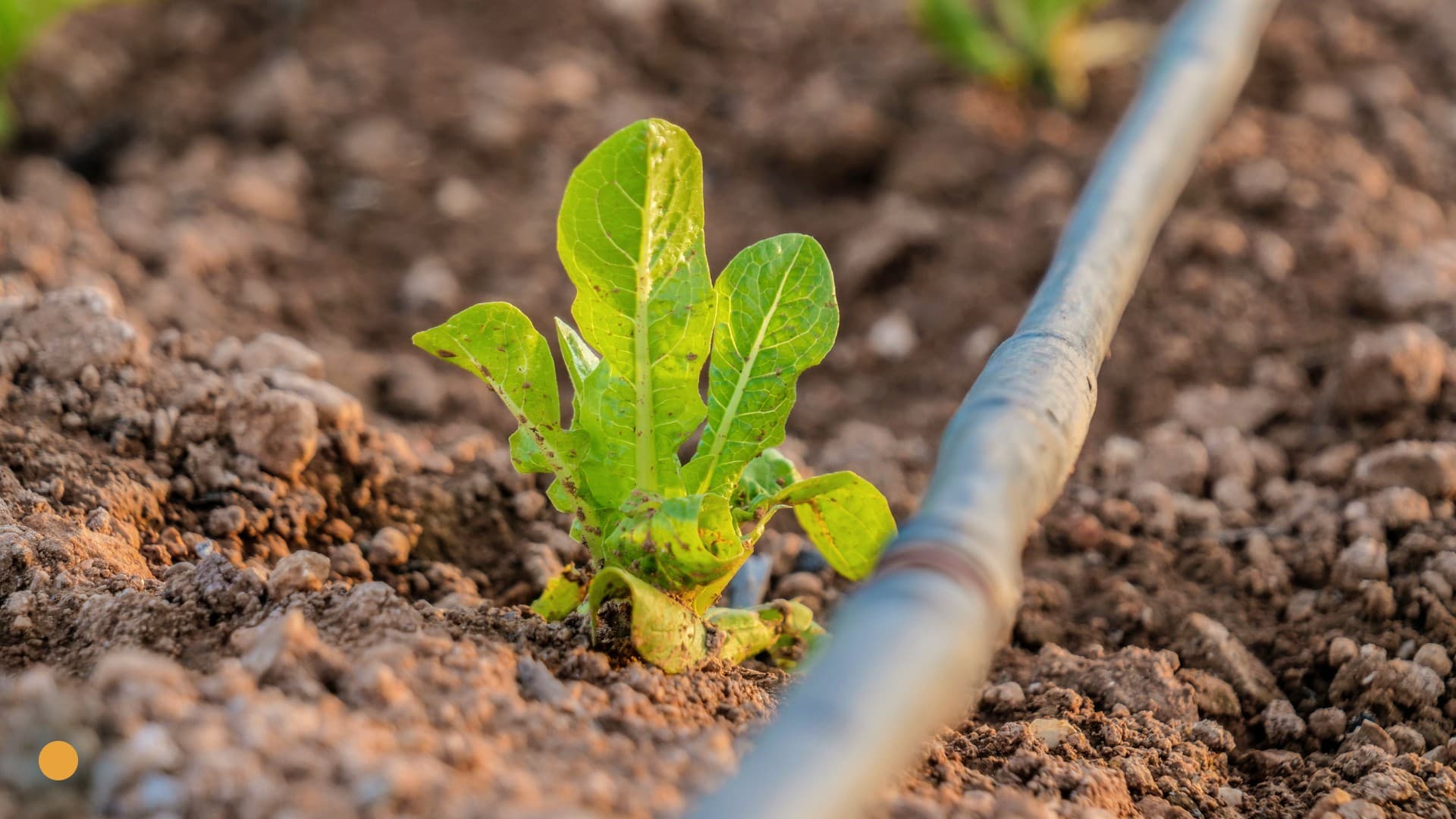 drip irrigation